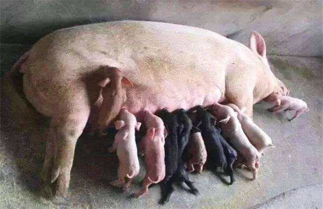 母猪在哺乳期能驱虫吗?