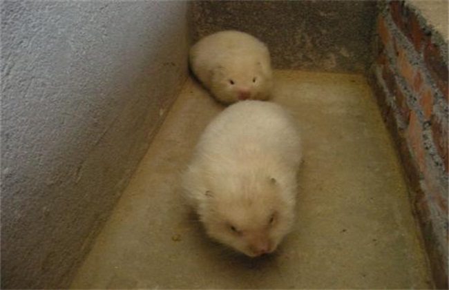 竹鼠养殖基地如何搭建
