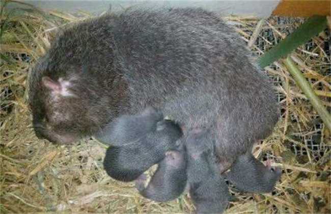 养殖竹鼠哺乳期间的管理方法