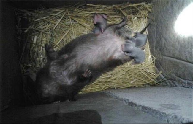 养殖竹鼠哺乳期间的管理方法