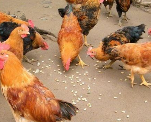 产蛋鸡饲料配方设计要点