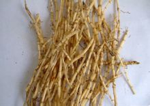 茅草根(白茅根)