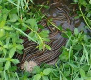 夏季高温期黄鳝的病害防治技术_库百科黄鳝养殖