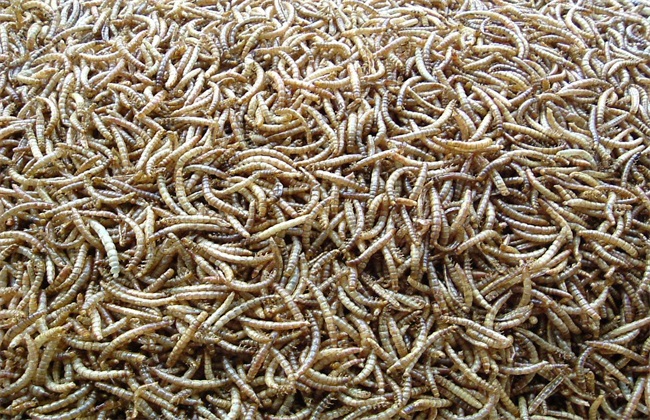 黄粉虫怎么养 黄粉虫养殖技术