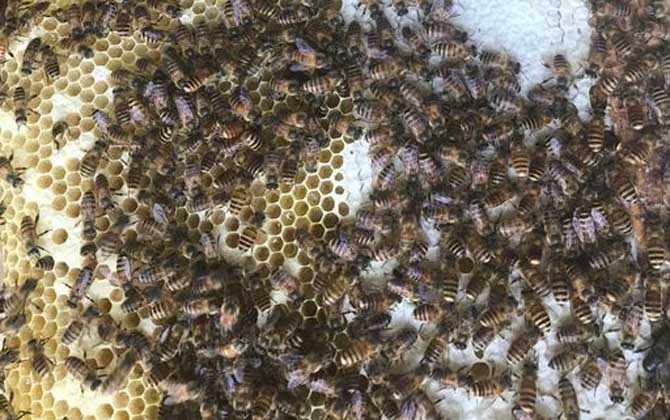 蜜蜂冬季养殖管理技术