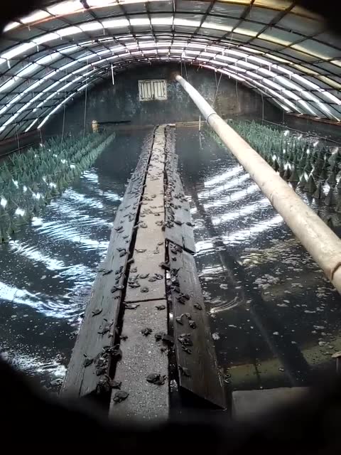 养殖甲鱼怎么才能赚钱？细节才能赚钱