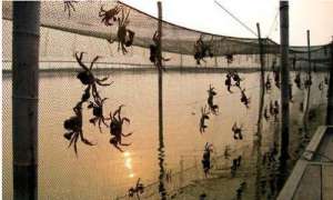 为什么螃蟹养殖池必须种植水生植物？_库百科螃蟹养殖