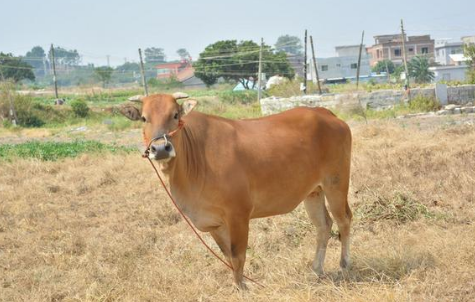 小区规模肉牛养殖技术