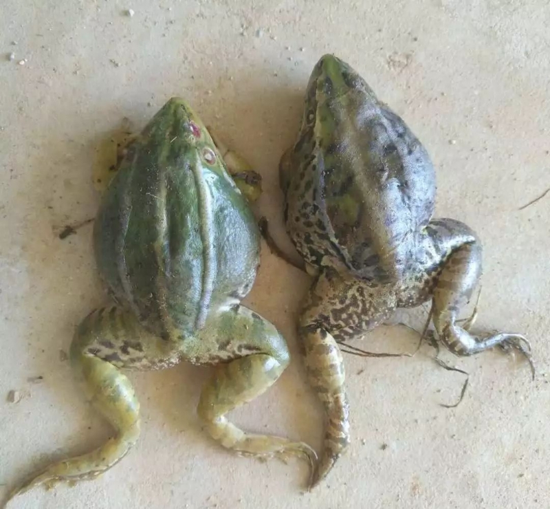 美国青蛙的训食与繁殖技术