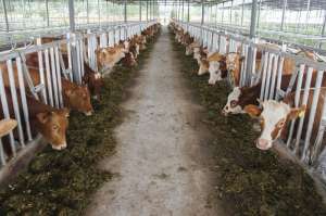 肉牛的养殖注意事项_库百科养牛