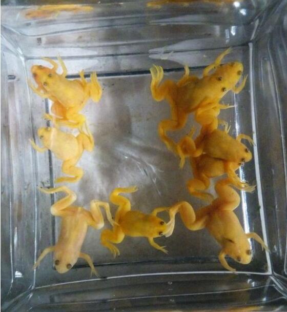 活的金蟾蜍多少钱一只？