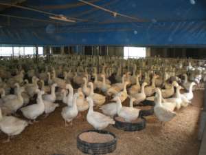 肉鹅养殖技术及养殖要点_库百科养鹅