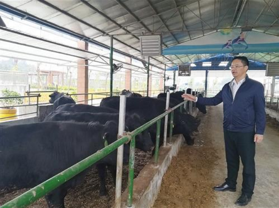 清华博士携93项专利养牛，立志打造自己的牛肉品牌