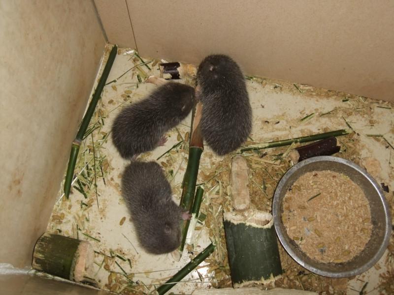 没有办证可以养殖竹鼠吗？