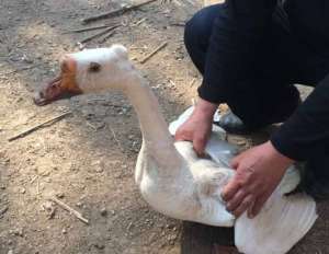豁眼鹅各阶段饲养管理_库百科养鹅