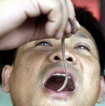 活蚯蚓能吃吗？蚯蚓的功效与作用是什么？_库百科蚯蚓养殖