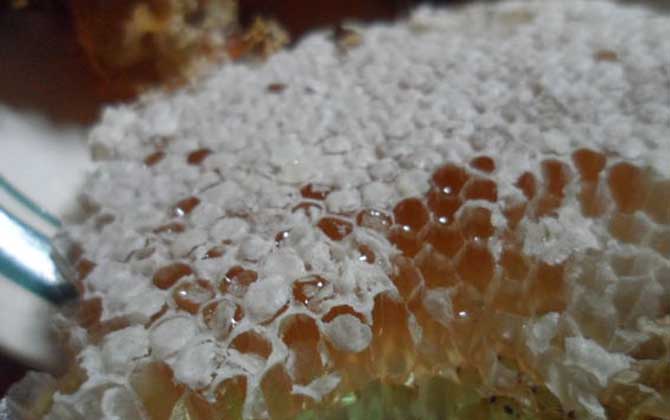 土蜂蜜和意蜂蜜的区别