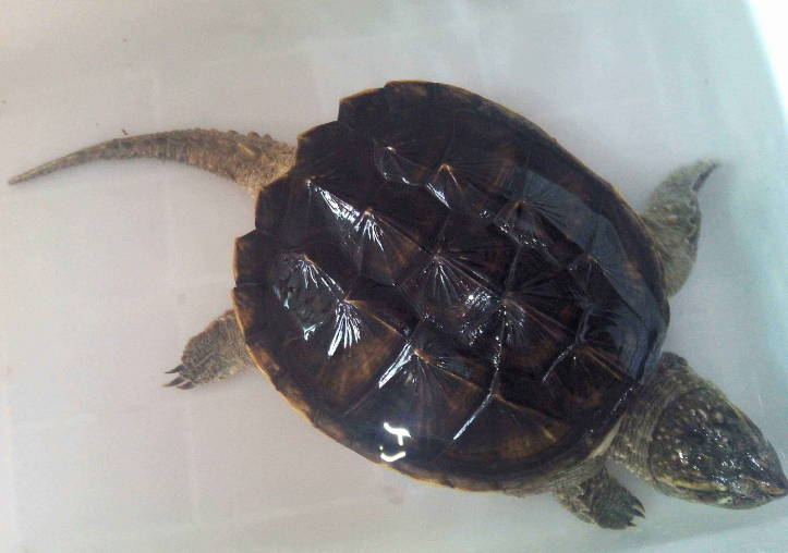 蛇鳄龟的养殖效益分析
