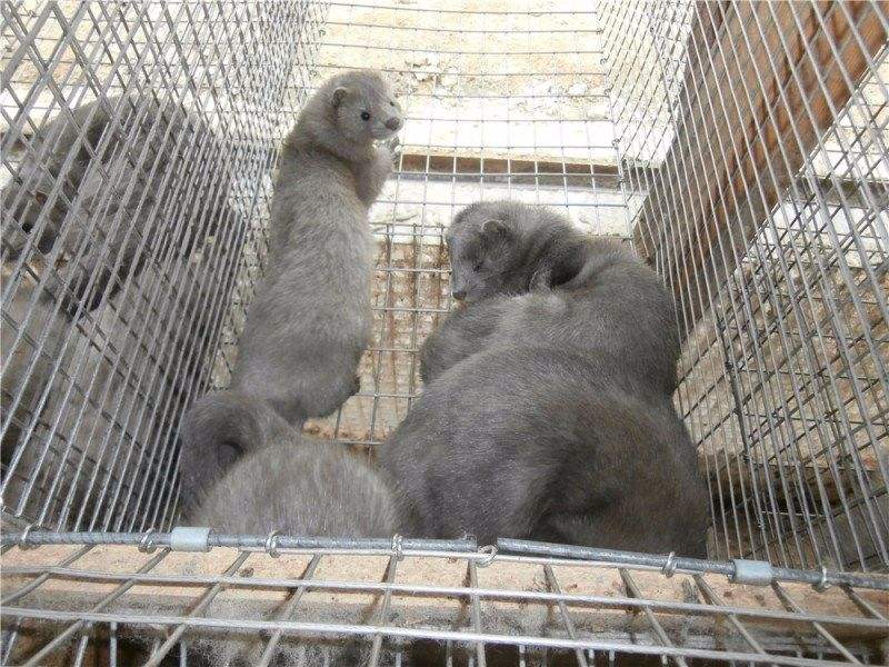 水貂养殖走上产销一体产业路