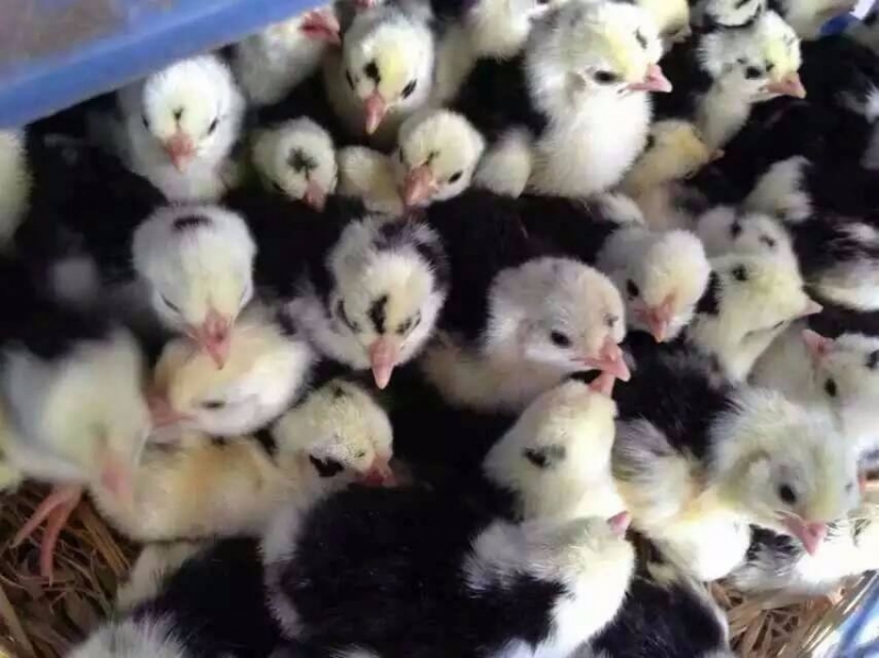 贵妃鸡苗的选购与养殖技术