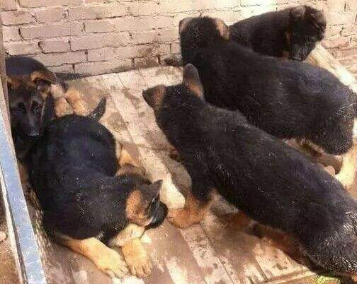 养肉狗什么品种比较好