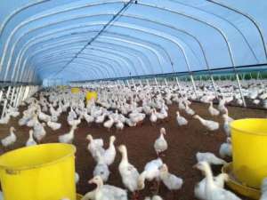 养鹅技术之塑料大棚养鹅技术_库百科养鹅