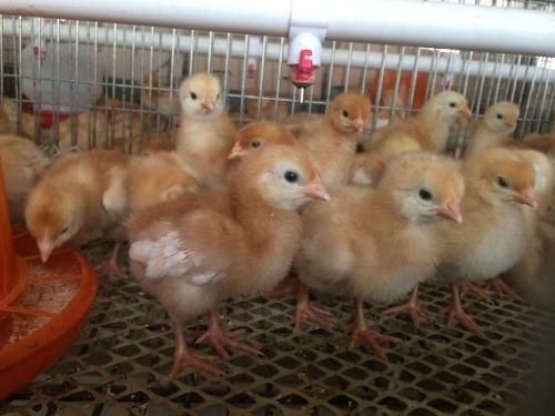春季养雏鸡要防止缺氧