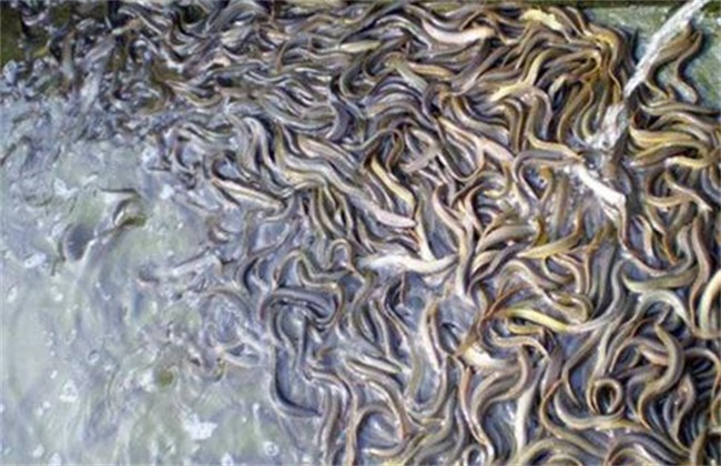 无土怎么养殖泥鳅