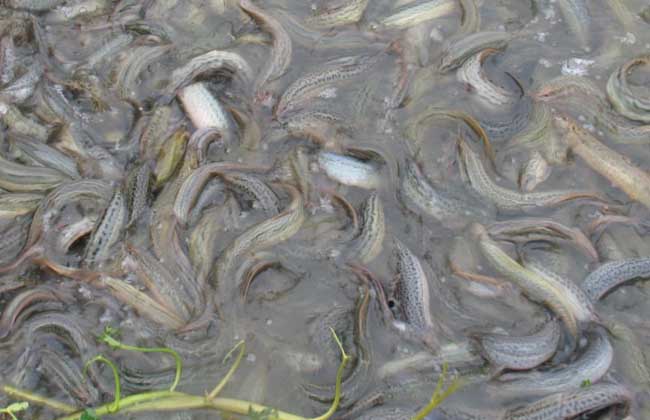 泥鳅吃什么食物养殖快