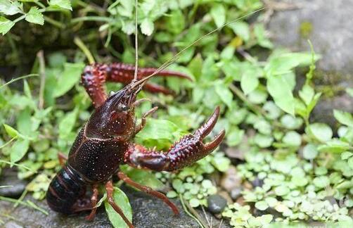 小龙虾养殖容易吗？能海水养殖吗？
