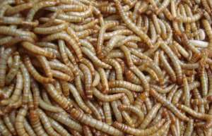 黄粉虫怎么养_库百科黄粉虫养殖_库百科黄粉虫