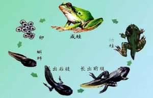 青蛙养殖技术：青蛙蝌蚪的养殖_库百科青蛙养殖