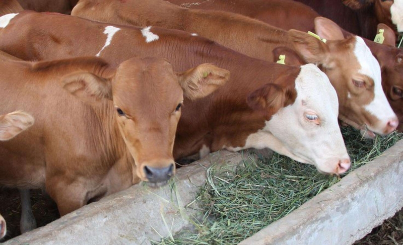 小规模肉牛养殖如何起步