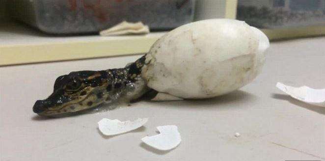 母鳄是怎样抚育小鳄鱼
