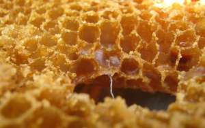 最好的蜂蜜是什么蜜？_库百科养蜂养殖