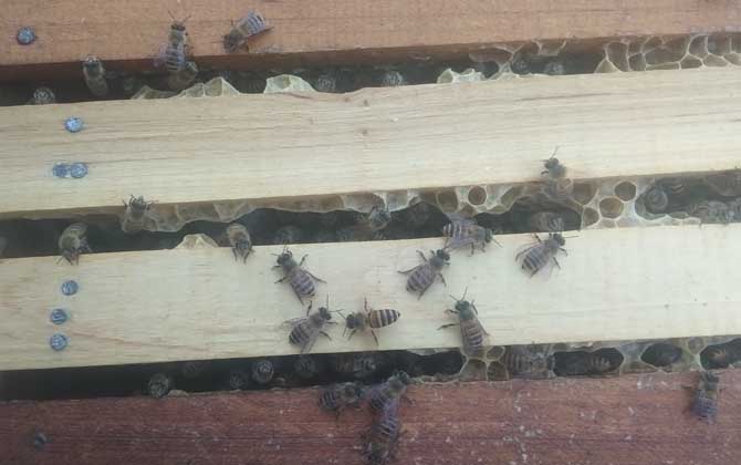 中华蜜蜂有哪些优点和缺点？