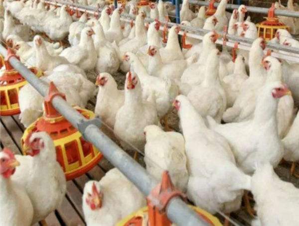 养殖肉鸡的过程中常见的4种通风操作误区