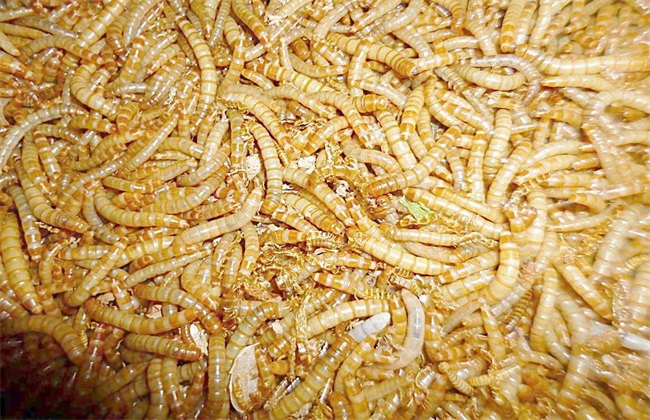 黄粉虫的价值有哪些？