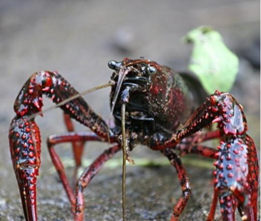 小龙虾黑鳃病的防治方法