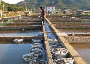 石浦：30亩养殖塘梭子蟹一夜死光_库百科螃蟹养殖