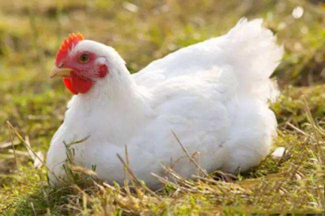 肉鸡催肥技术
