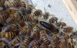 最新蜂王价格多少钱一只？_库百科养蜂养殖