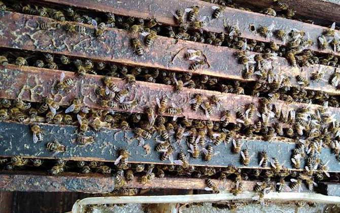 近距离分蜂的最佳方法