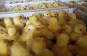 如何养殖鹅苗_库百科养鹅