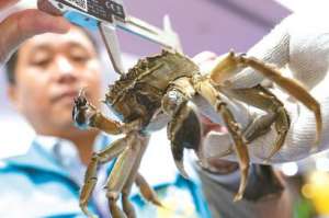 全国蟹王、蟹后在沪揭晓_库百科螃蟹养殖