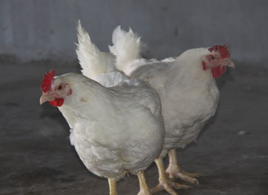 养殖肉鸡的过程中常见的4种通风操作误区