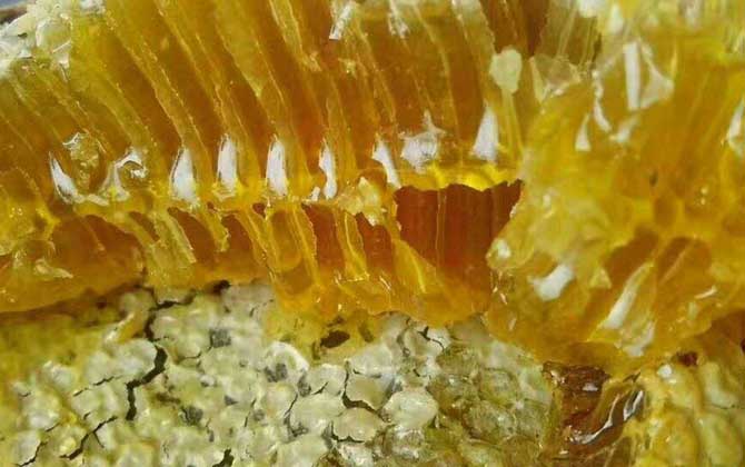 土蜂蜜和普通蜂蜜的区别