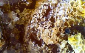 土蜂蜜好还是意蜂蜜好？_库百科养蜂养殖