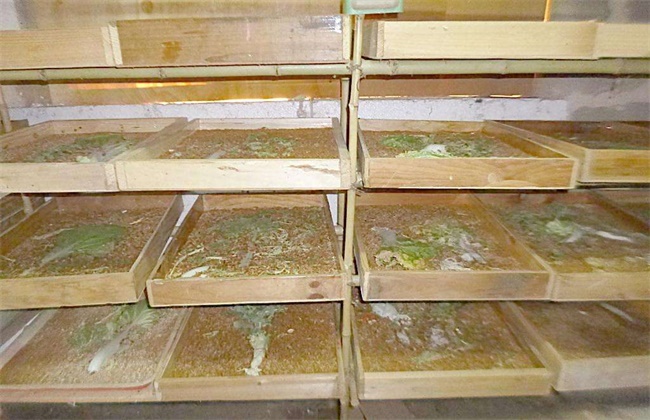怎样饲养黄粉虫