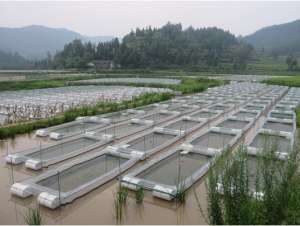 水蛭养殖场如何建设_库百科水蛭养殖